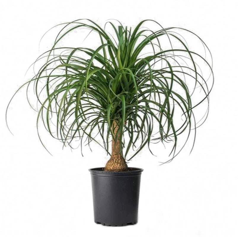 لیندا   نخل دم اسبی